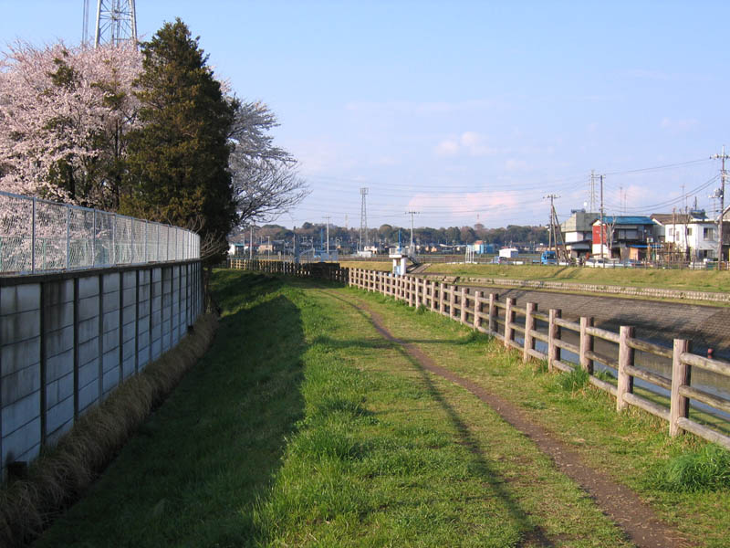 坂川の桜