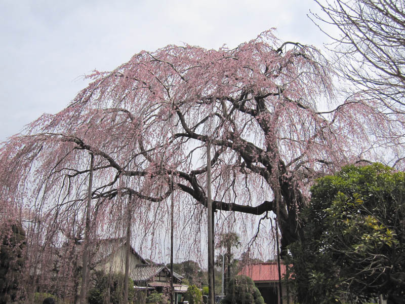 清瀧院