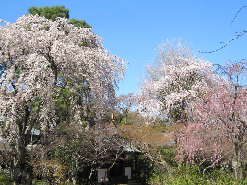 本土寺の花祭り　